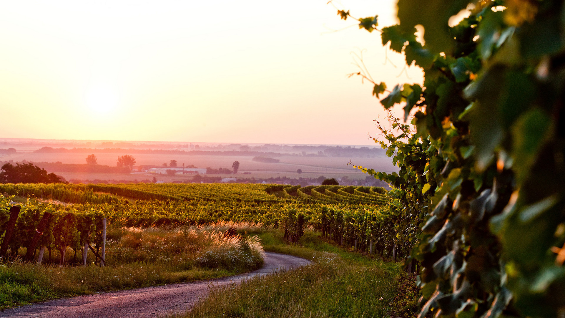 Weingartenlandschaft bei Sonnenuntergang